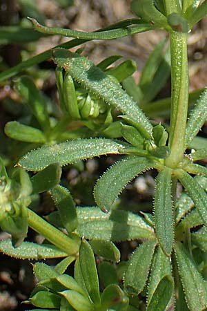 Galium pumilum \ Heide-Labkraut, Zierliches Labkraut / Slender Bedstraw, CH Gotthard 12.6.2017