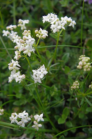 Galium pumilum \ Heide-Labkraut, Zierliches Labkraut / Slender Bedstraw, CH Gotthard 25.6.2010
