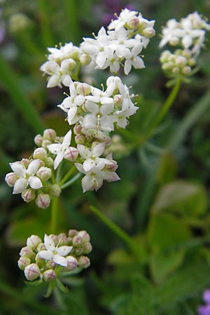 Galium pumilum \ Heide-Labkraut, Zierliches Labkraut / Slender Bedstraw, CH Gotthard 25.6.2010