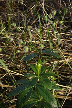 Galium odoratum \ Waldmeister / Woodruff, CH Andelfingen 15.6.2011