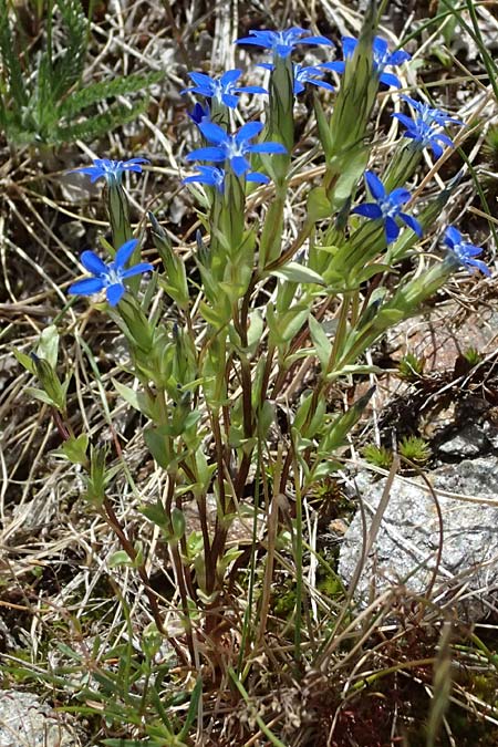 Gentiana nivalis \ Schnee-Enzian / Alpine Gentian, CH Fl&uuml;elapass 5.7.2026