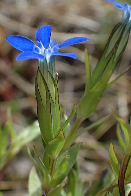 Gentiana nivalis \ Schnee-Enzian / Alpine Gentian, CH Fl&uuml;elapass 5.7.2026