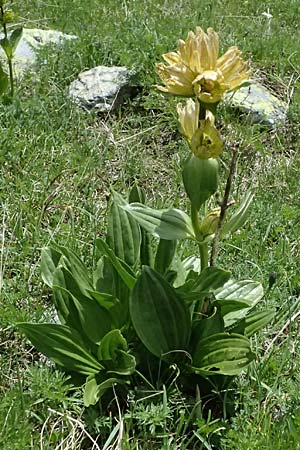 Gentiana punctata \ Punktierter Enzian / Spotted Gentian, CH Fl&uuml;elapass 5.7.2026
