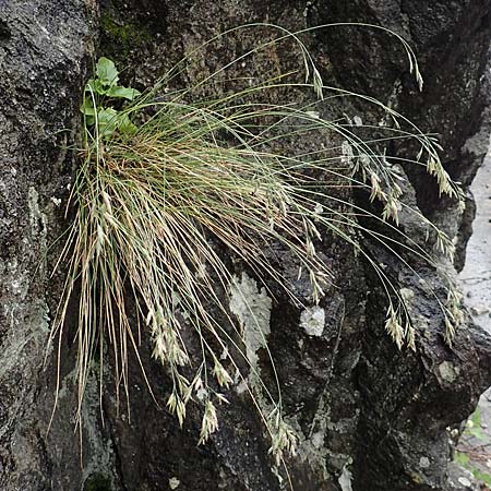 Festuca scabriculmis subsp. luedii \ L&uuml;dis Schwingel / Luedi's Fescue, CH Gotthard 4.6.2017