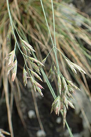 Festuca scabriculmis subsp. luedii \ L&uuml;dis Schwingel / Luedi's Fescue, CH Gotthard 4.6.2017