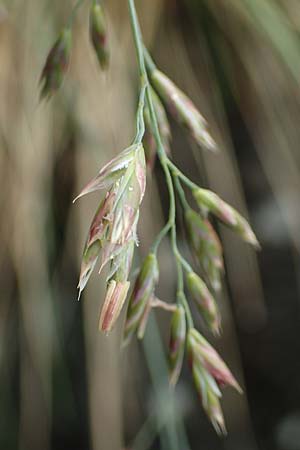 Festuca scabriculmis subsp. luedii \ L&uuml;dis Schwingel / Luedi's Fescue, CH Gotthard 4.6.2017