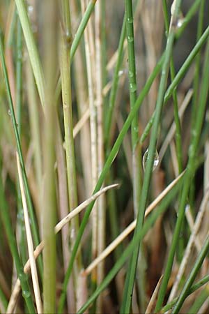 Festuca scabriculmis subsp. luedii \ L&uuml;dis Schwingel / Luedi's Fescue, CH Gotthard 4.6.2017