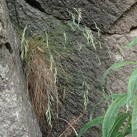 Festuca scabriculmis subsp. luedii \ L&uuml;dis Schwingel / Luedi's Fescue, CH Gotthard 4.6.2017