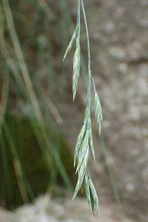 Festuca scabriculmis subsp. luedii \ L&uuml;dis Schwingel / Luedi's Fescue, CH Gotthard 4.6.2017