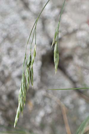 Festuca scabriculmis subsp. luedii \ L&uuml;dis Schwingel / Luedi's Fescue, CH Gotthard 4.6.2017