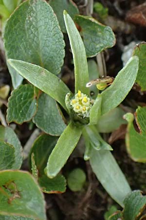 Gnaphalium supinum \ Zwerg-Ruhrkraut / Dwarf Cudweed, CH Fl&uuml;elapass 5.7.2026