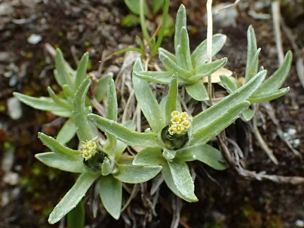 Gnaphalium supinum \ Zwerg-Ruhrkraut / Dwarf Cudweed, CH Fl&uuml;elapass 5.7.2026