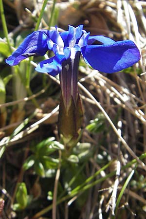 Gentiana verna \ Frhlings-Enzian / Spring Gentian, CH Gotthard 5.6.2010