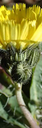 Hieracium alpinum \ Alpen-Habichtskraut / Alpine Hawkweed, CH Gotthard 25.9.2023