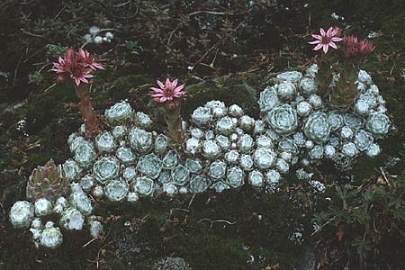 Sempervivum arachnoideum \ Spinnweb-Hauswurz / Cobweb House-Leek, CH Martigny 5.6.1988
