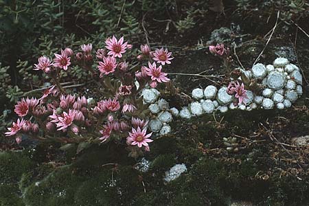 Sempervivum arachnoideum \ Spinnweb-Hauswurz / Cobweb House-Leek, CH Martigny 5.6.1988