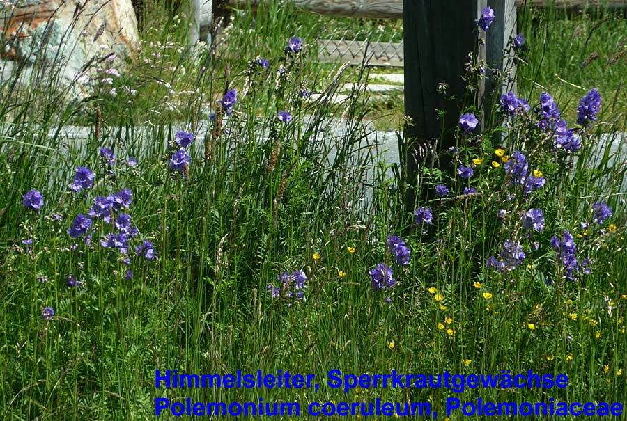 Polemonium caeruleum \ Blaue Himmelsleiter, Sperrkraut / Jacob's Ladder, Greek Valerian, CH Albula-Pass 11.7.2013 (Photo: Ursula Schiebold)