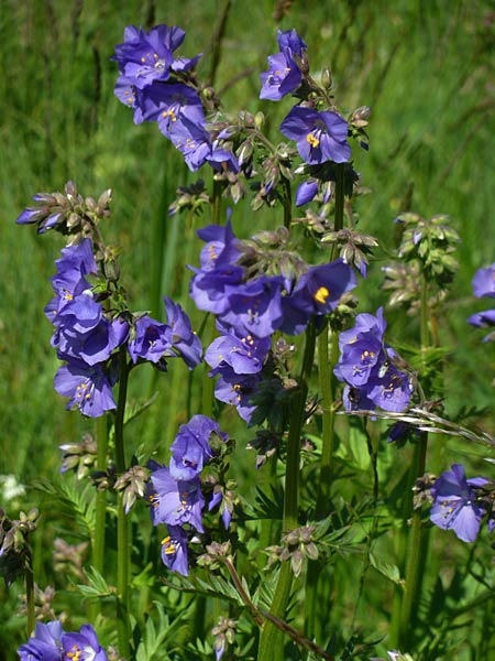 Polemonium caeruleum \ Blaue Himmelsleiter, Sperrkraut / Jacob's Ladder, Greek Valerian, CH Albula-Pass 11.7.2013 (Photo: Ursula Schiebold)