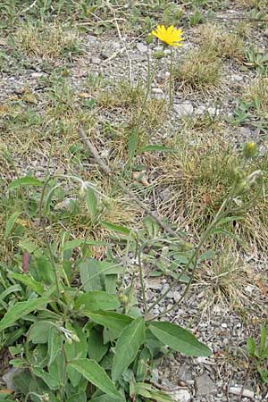 Hieracium lachenalii \ Gewhnliches Habichtskraut / Lachenal's Hawkweed, CH Baden 7.6.2011