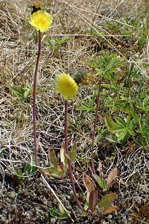 Hieracium lactucella \ Ge�hrtes Habichtskraut / European Hawkweed, CH Fl&uuml;elapass 5.7.2026