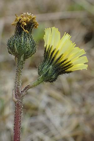 Hieracium lactucella \ Ge�hrtes Habichtskraut / European Hawkweed, CH Fl&uuml;elapass 5.7.2026
