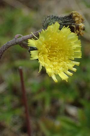 Hieracium lactucella \ Ge�hrtes Habichtskraut / European Hawkweed, CH Fl&uuml;elapass 5.7.2026