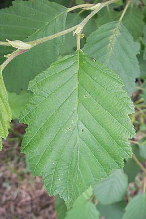 Corylus avellana, Haselnuss Corylus avellana, Haselnuss