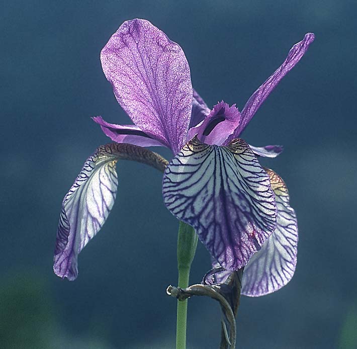 Iris sibirica \ Sibirische Schwertlilie / Siberian Iris, Liechtenstein  21.6.1991