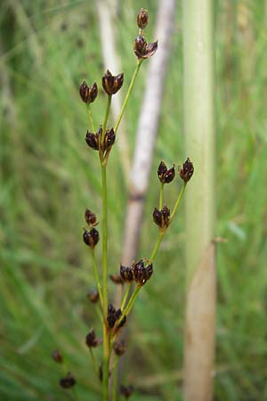 Juncus alpinoarticulatus \ Gebirgs-Binse / Northern Green Rush, CH Stein am Rhein 14.6.2011