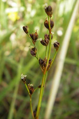Juncus alpinoarticulatus \ Gebirgs-Binse / Northern Green Rush, CH Stein am Rhein 14.6.2011