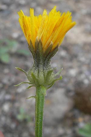 Picris hieracioides \ Gemeines Bitterkraut / Hawkweed Ox-Tongue, CH Baden 7.6.2011
