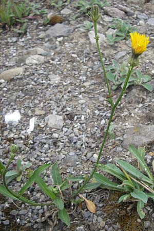 Picris hieracioides \ Gemeines Bitterkraut / Hawkweed Ox-Tongue, CH Baden 7.6.2011