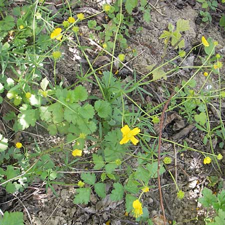 Ranunculus lingulatus \ Biederthaler Gold-Hahnenfu / Biederthal Goldilocks, CH Biederthal 13.4.2011