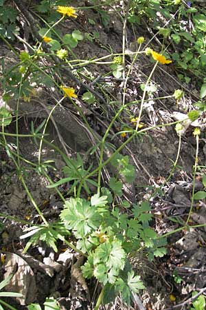 Ranunculus lingulatus \ Biederthaler Gold-Hahnenfu / Biederthal Goldilocks, CH Biederthal 13.4.2011