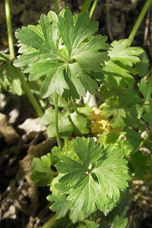 Ranunculus lingulatus \ Biederthaler Gold-Hahnenfu / Biederthal Goldilocks, CH Biederthal 13.4.2011