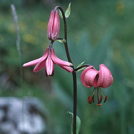 Lilium martagon \ Trkenbund-Lilie / Turkscap Lily, CH Lac de Tanay 24.6.2000
