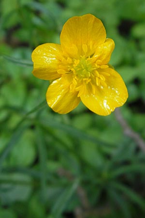 Ranunculus lyratus \ Birsigtaler Gold-Hahnenfu / Birsigtal Goldilocks, CH Basel 13.4.2011