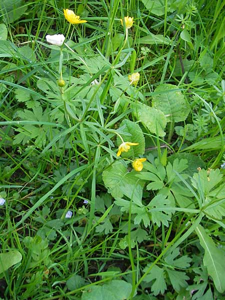 Ranunculus lyratus \ Birsigtaler Gold-Hahnenfu / Birsigtal Goldilocks, CH Basel 13.4.2011