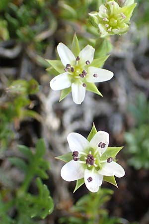 Sabulina verna s.l. \ H&uuml;gel-Fr&uuml;hlings-Miere / Hill Spring Sandwort, CH Gotthard 12.6.2017