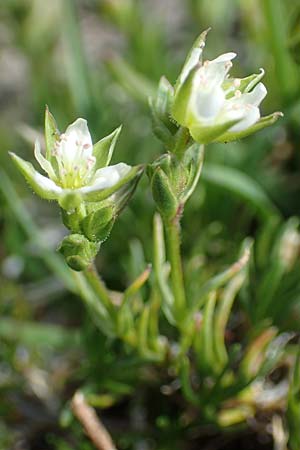 Sabulina verna s.l. \ H&uuml;gel-Fr&uuml;hlings-Miere / Hill Spring Sandwort, CH Gotthard 12.6.2017