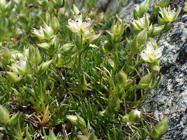 Sabulina verna s.l. \ H&uuml;gel-Fr&uuml;hlings-Miere / Hill Spring Sandwort, CH Gotthard 12.6.2017