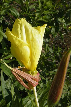 Oenothera glazioviana \ Rotkelchige Nachtkerze / Large-Flowered Evening Primrose, CH Schlattingen 15.6.2011