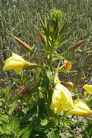 Oenothera glazioviana \ Rotkelchige Nachtkerze / Large-Flowered Evening Primrose, CH Schlattingen 15.6.2011