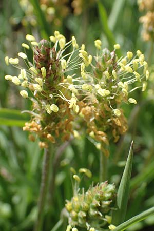 Plantago alpina \ Alpen-Wegerich / Alpine Plantain, CH Gotthard 12.6.2017