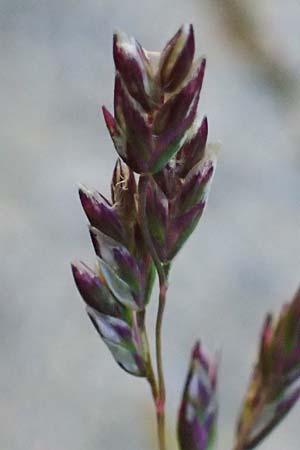 Poa supina \ Niedriges Rispengras, Lger-Rispengras / Supina Blue Grass, CH Gotthard 25.9.2023
