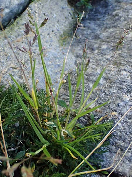 Poa supina \ Niedriges Rispengras, Lger-Rispengras / Supina Blue Grass, CH Gotthard 25.9.2023