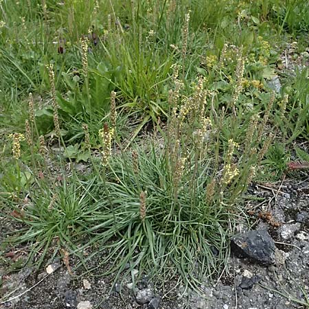 Plantago alpina \ Alpen-Wegerich / Alpine Plantain, CH Fl&uuml;elapass 5.7.2026