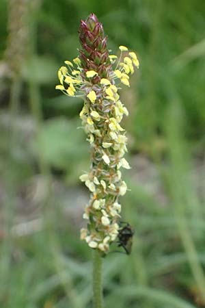 Plantago alpina \ Alpen-Wegerich / Alpine Plantain, CH Fl&uuml;elapass 5.7.2026