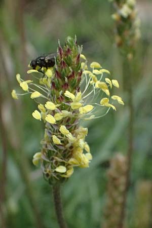 Plantago alpina \ Alpen-Wegerich / Alpine Plantain, CH Fl&uuml;elapass 5.7.2026