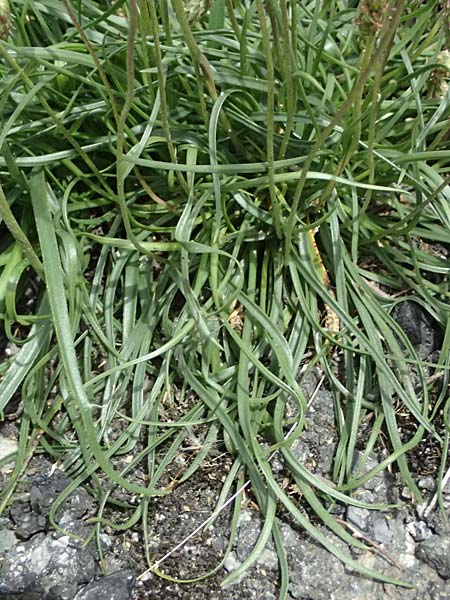 Plantago alpina \ Alpen-Wegerich / Alpine Plantain, CH Fl&uuml;elapass 5.7.2026